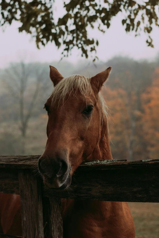 the head of a horse over a fence in a pasture