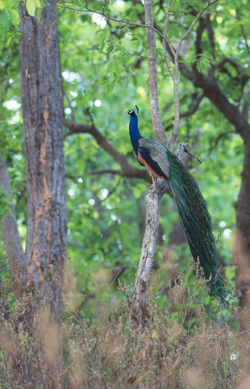 a peacock stands in the middle of a thicket of trees