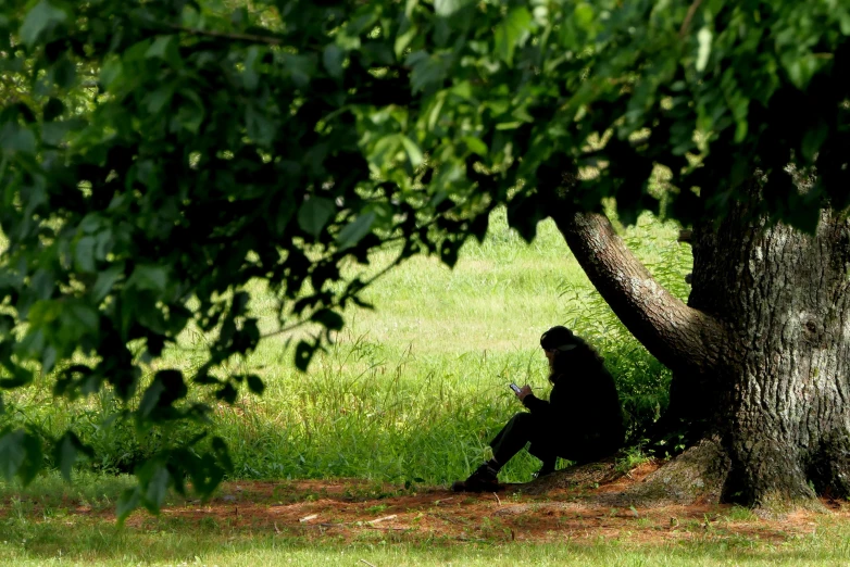 a person sits under the shade of a tree while reading a book