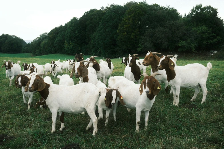 many goats in grassy area with trees in the background