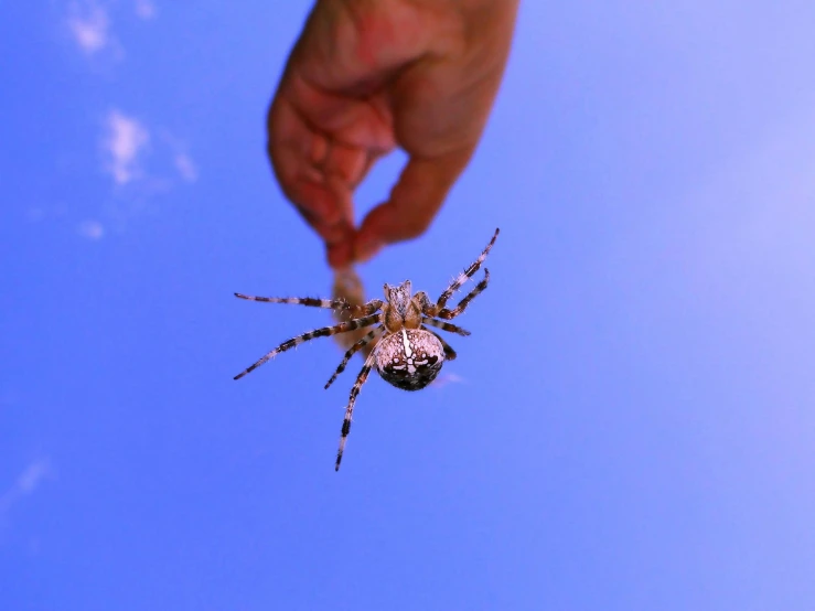 a person is holding out a small spider