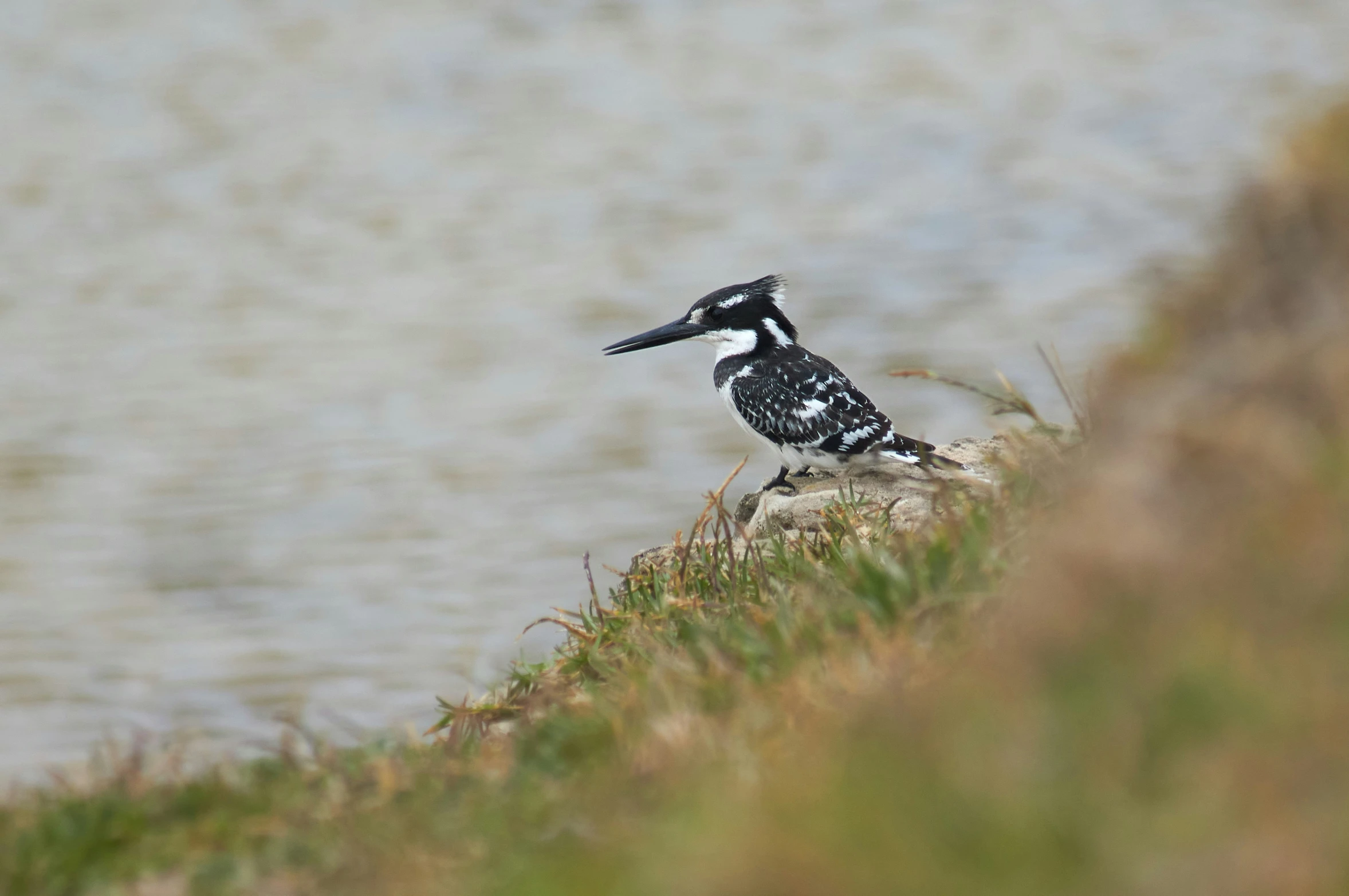 a bird sitting on a rock near water