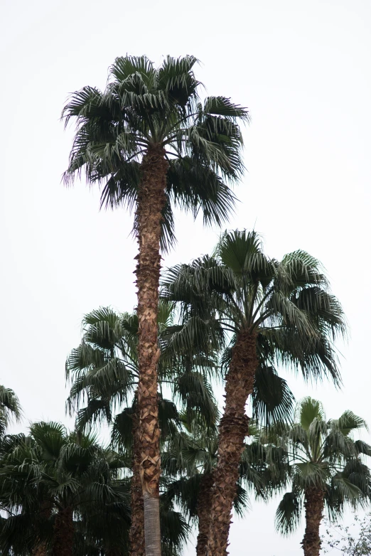 a few palm trees with their leaves blowing in the wind