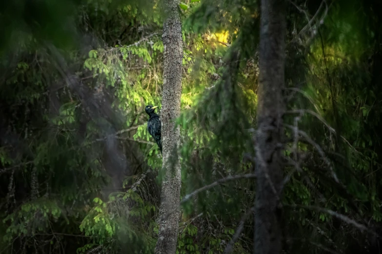 a bird sits on the top of a tree