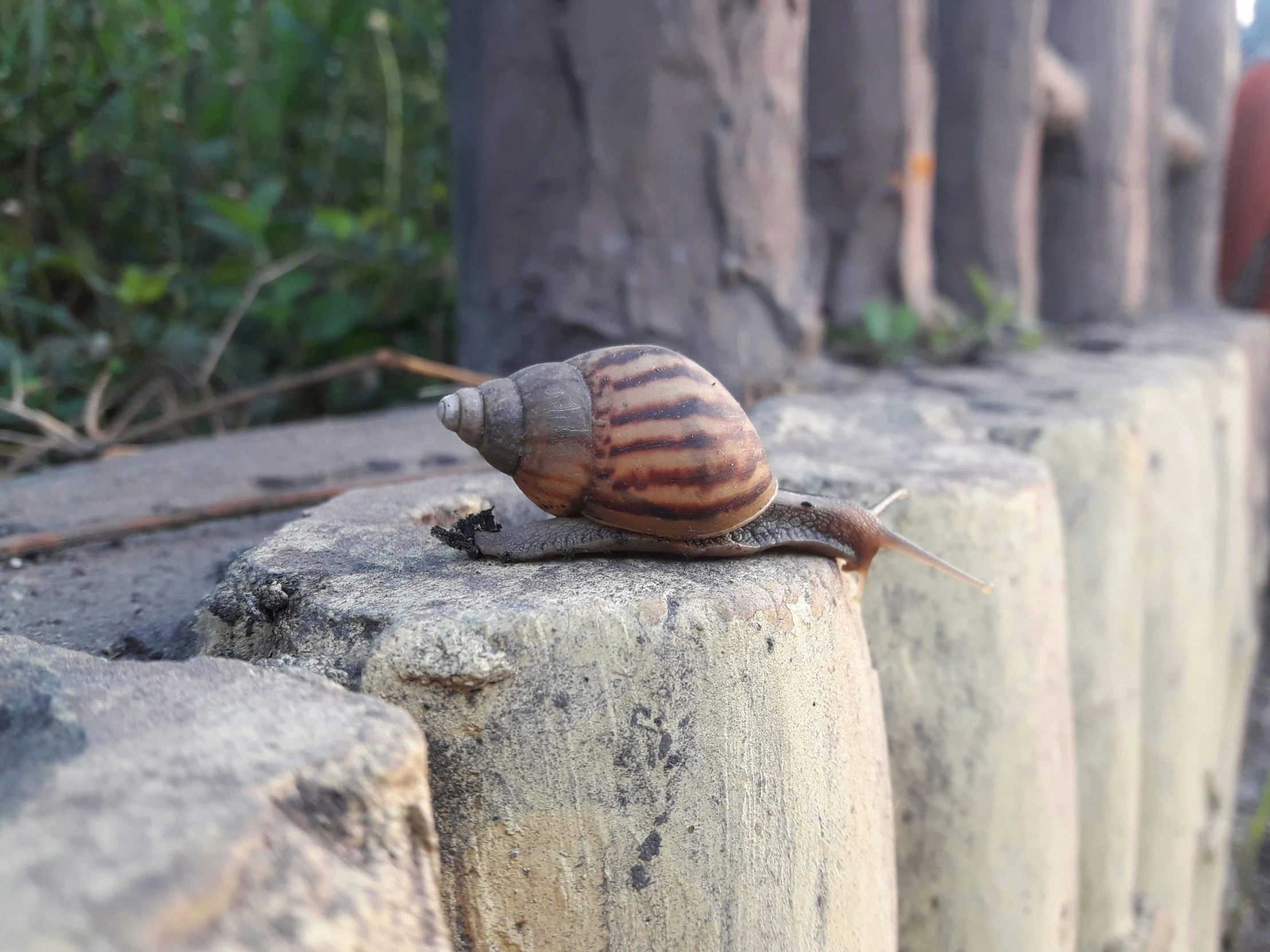 a snail is standing on the edge of a stone wall