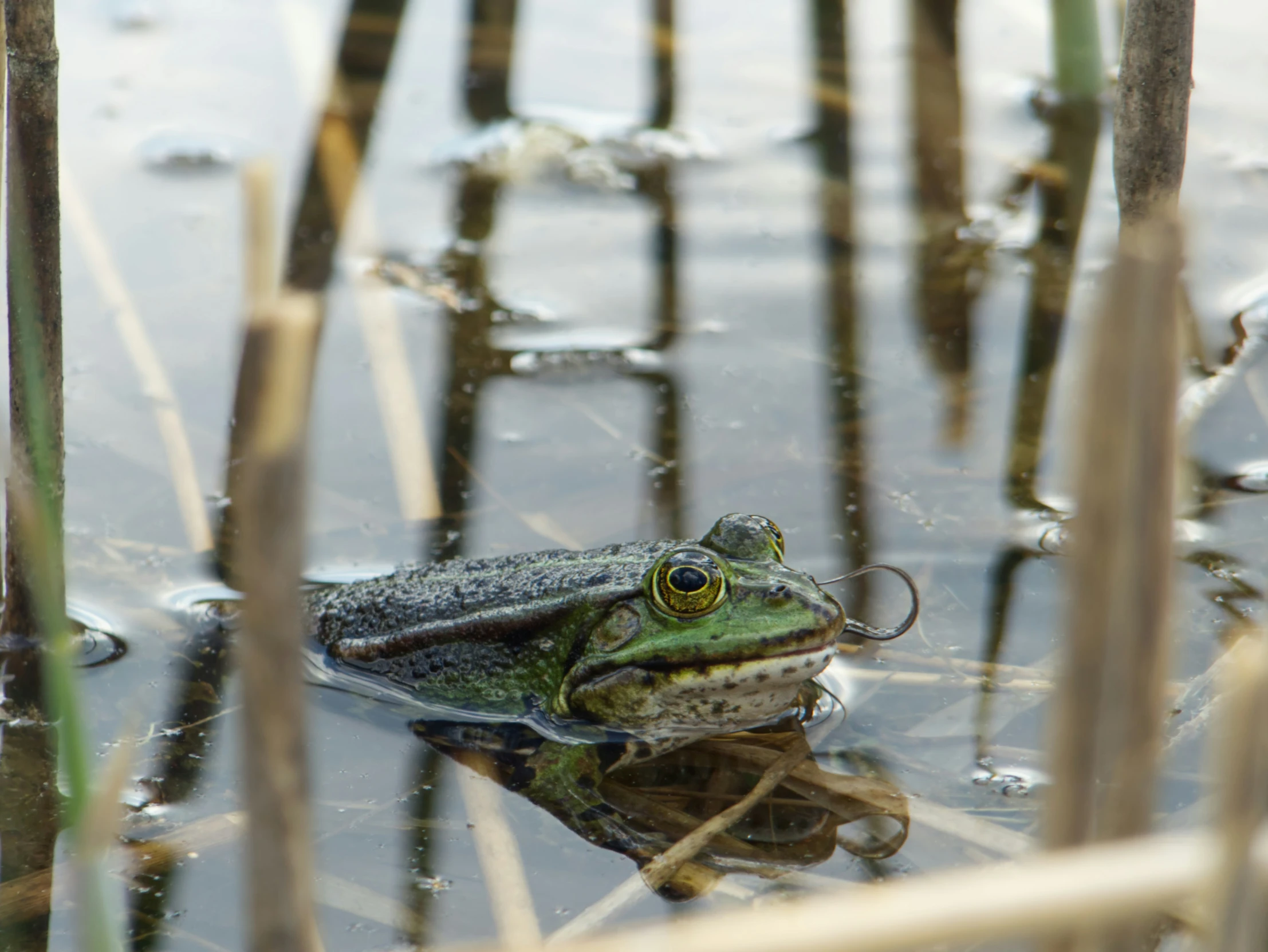 a large frog is in shallow water surrounded by reeds