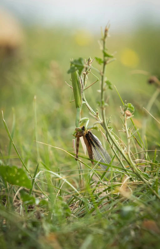 the insect is on the tip of the plant