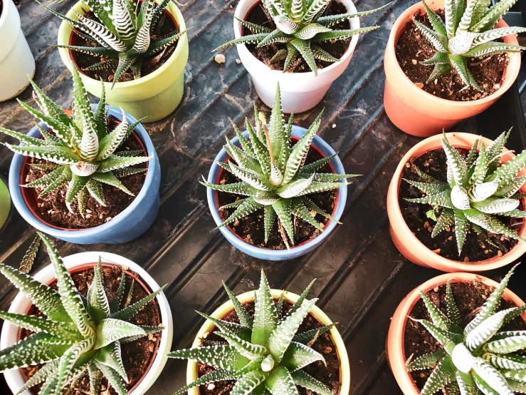 several plants sitting in pots on a deck