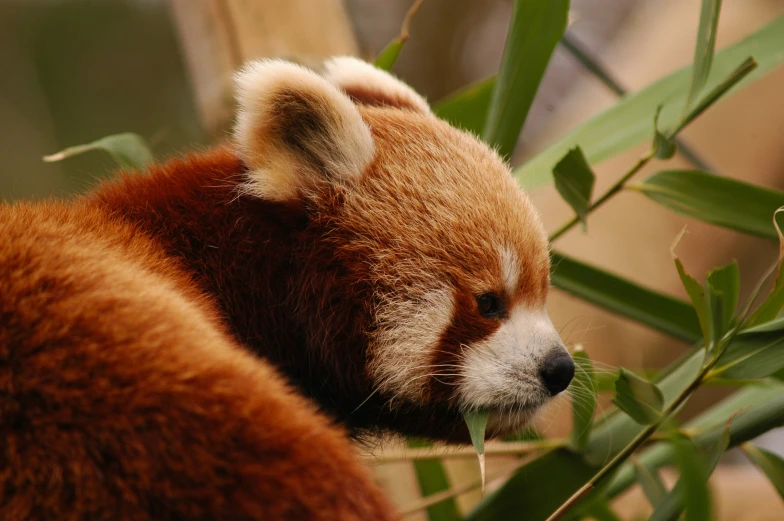 a close up po of a small brown animal