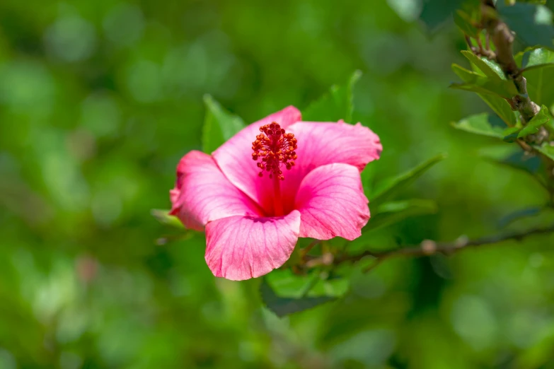 a pink flower with a green background