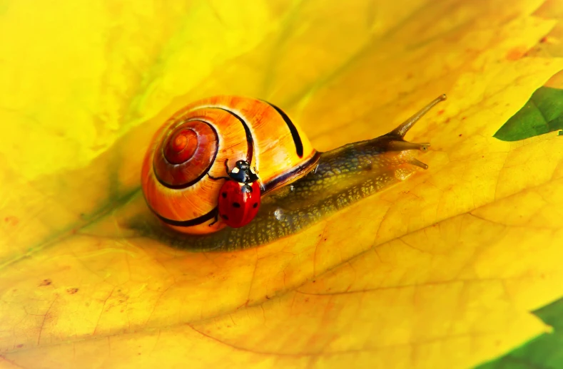 a close up image of a snail with big eyes