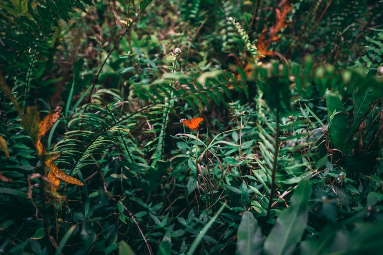 the image of a erfly is very blurry in a field of vegetation