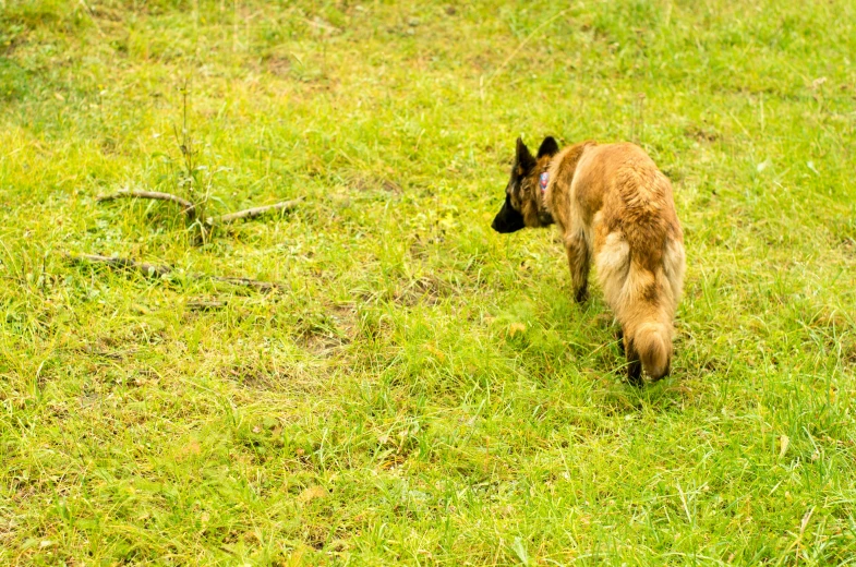 a dog walking through a green field toward soing