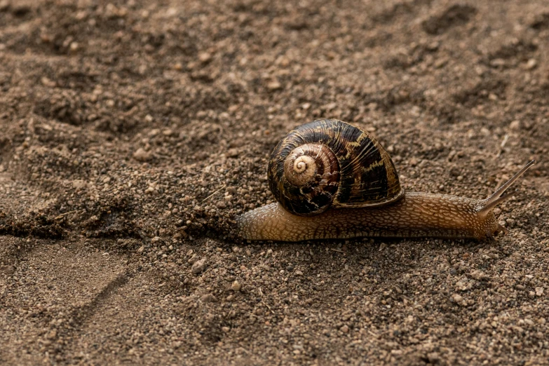 a snail moving along the dirt in the road