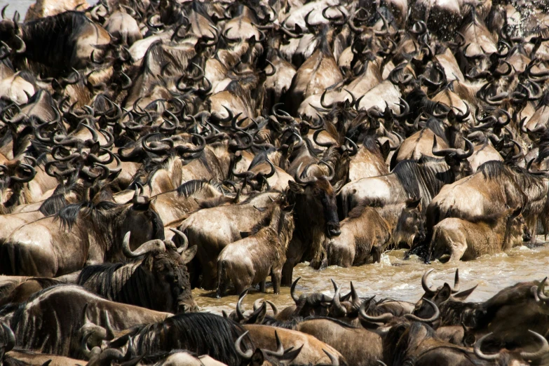 this is a large group of wild animals drinking