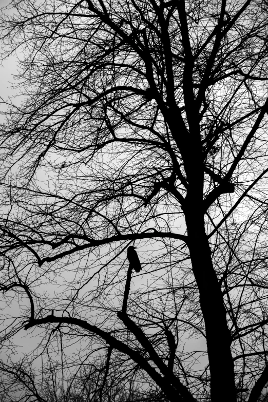 a bird is perched in a tree without leaves