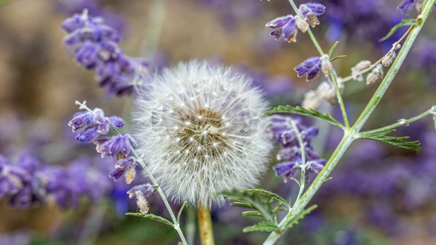 a dandelion and lavender plants in front of a field