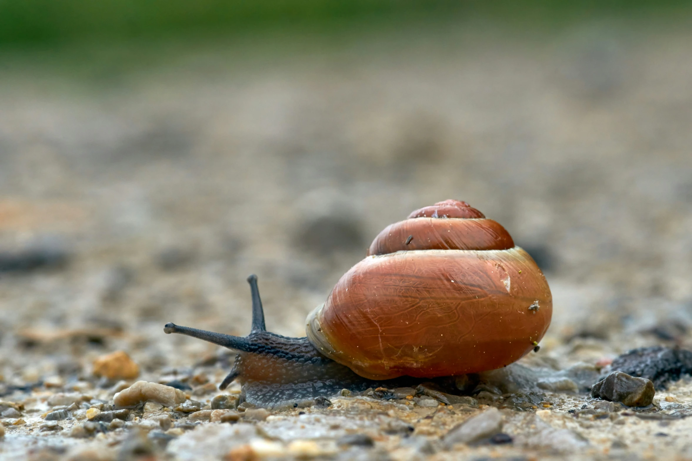 there is a snail crawling on the ground