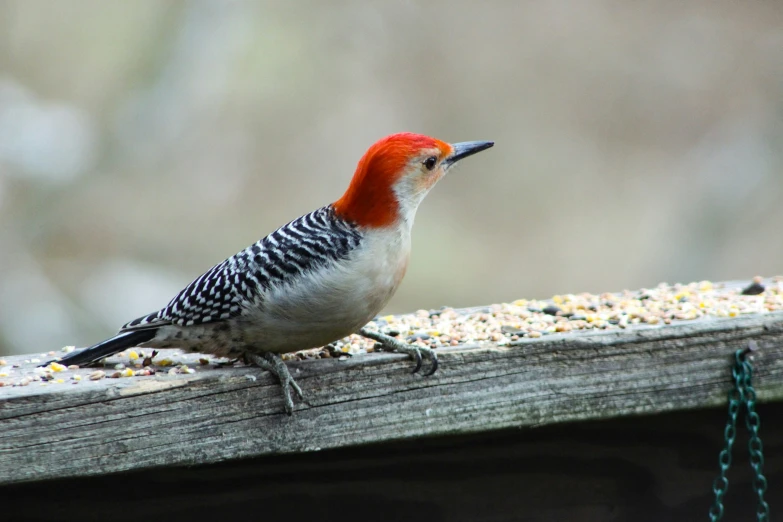 a red bellied woodpecker looking over the ledge