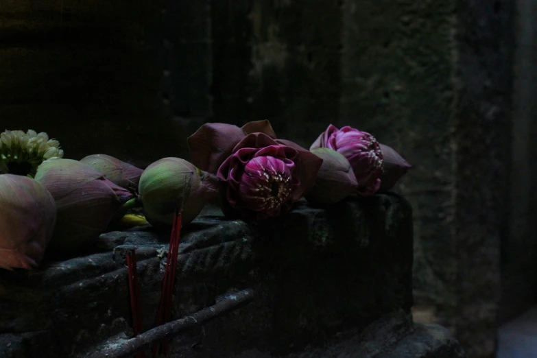 pink flower buds with green petals sit on an old piece of cement