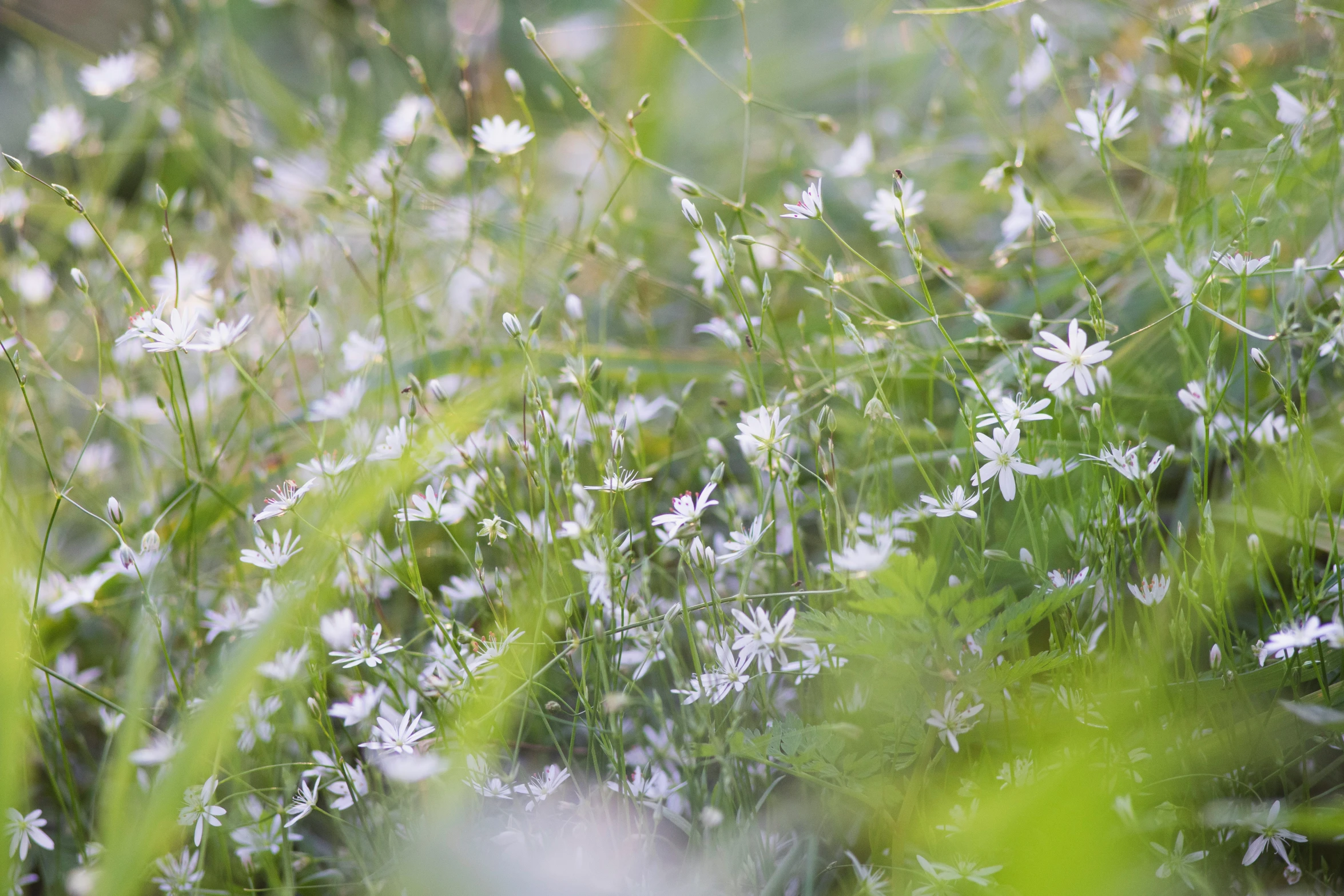 blurry pograph of white daisies growing in the wild