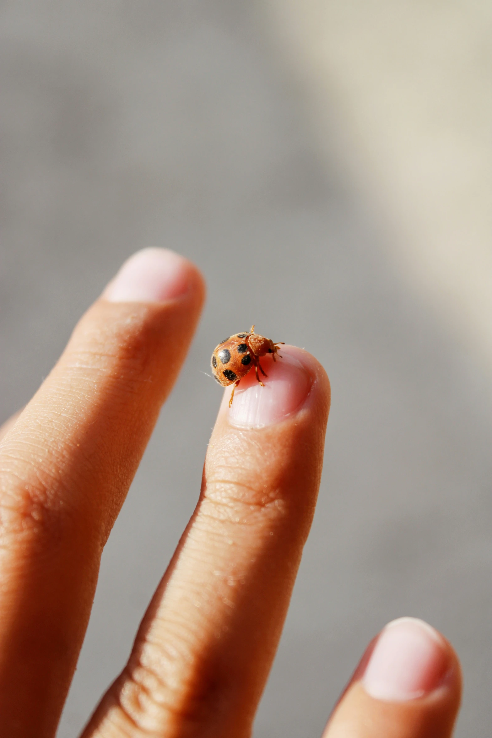 the ladybird is on top of the person's thumb and nail