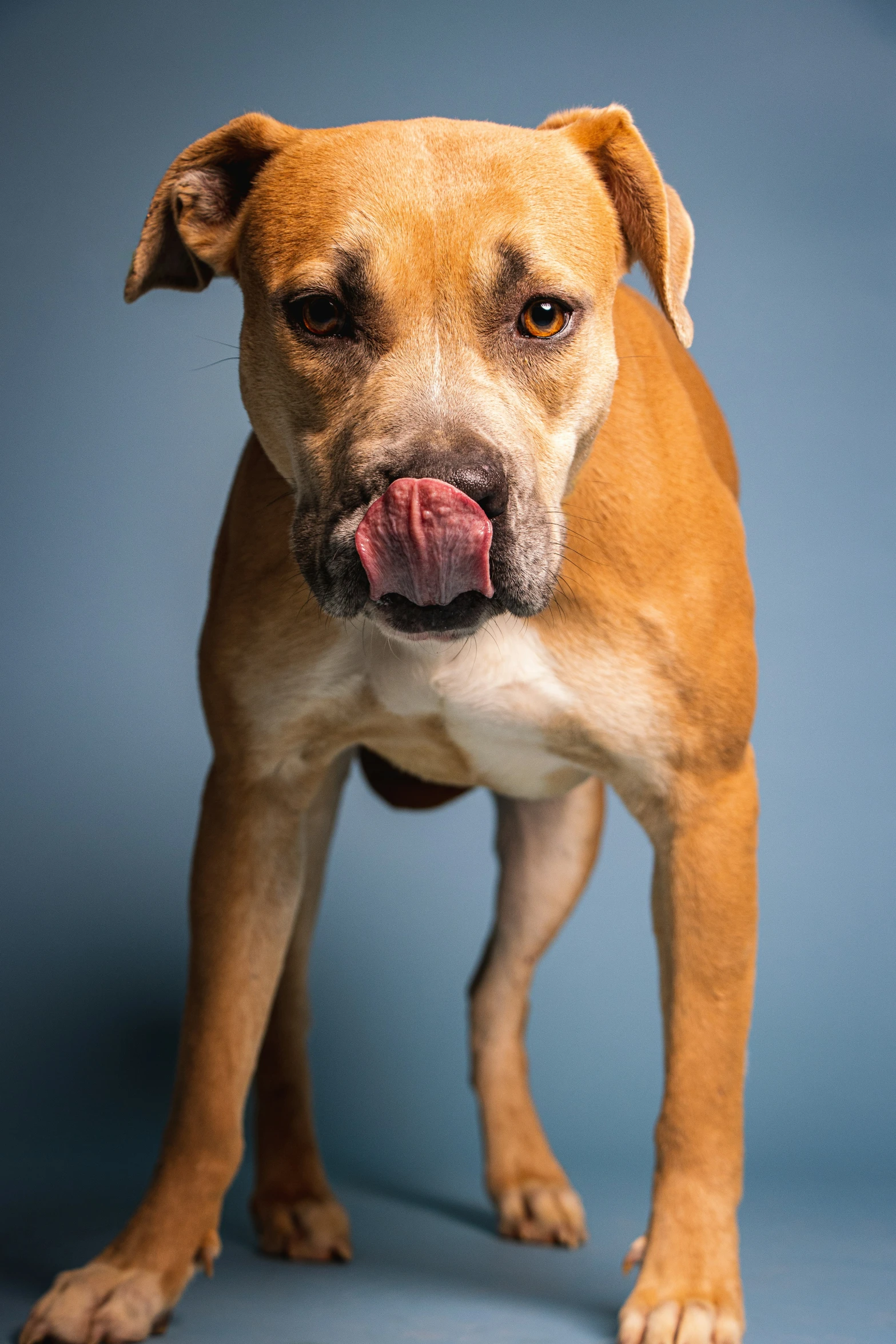 a dog has his tongue out to show it's tongue