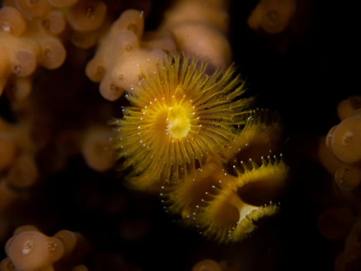 a sea sponge sitting on top of water