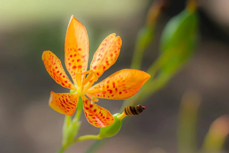 small orange flower with a single bud