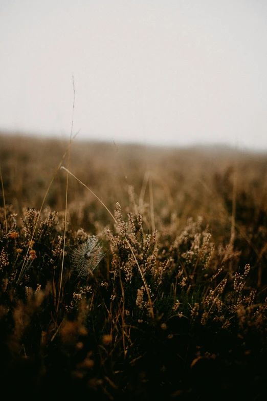 a blurry po of some plants in a field