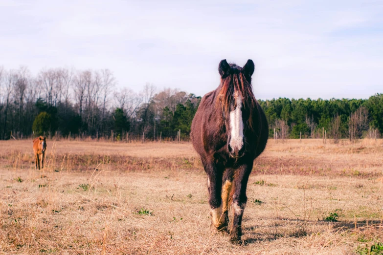 an animal running in the grass with another animal in the distance