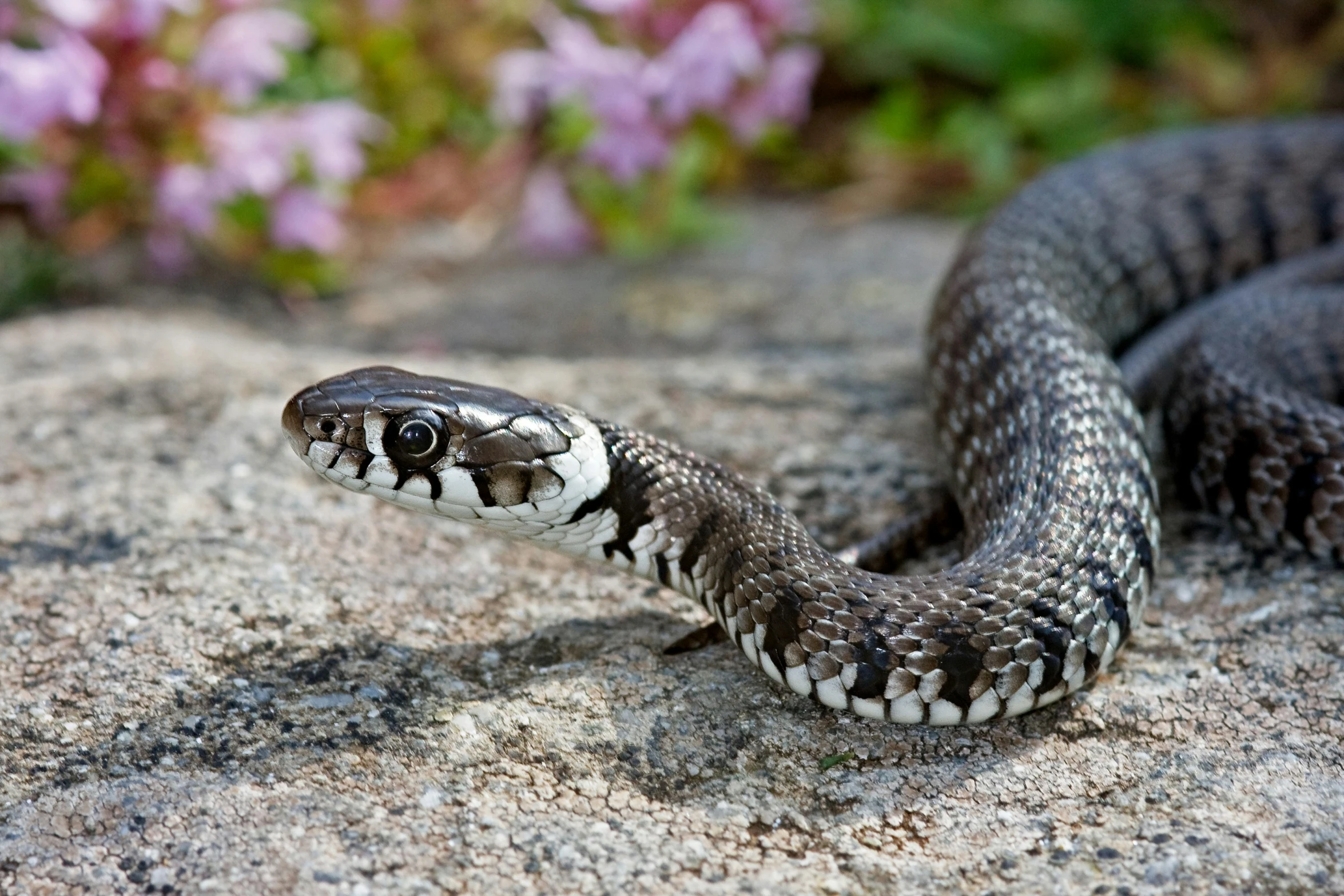 a small snake on a rock near purple flowers