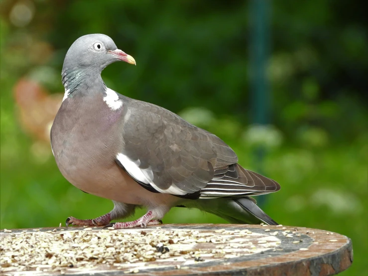 the grey and white bird is standing on a table