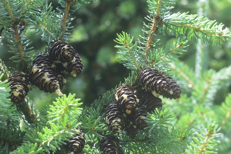 several pine cones and leaves of a pine tree