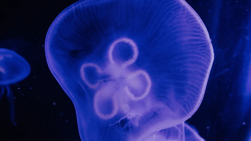 a jellyfish with two different kinds of jelly in it