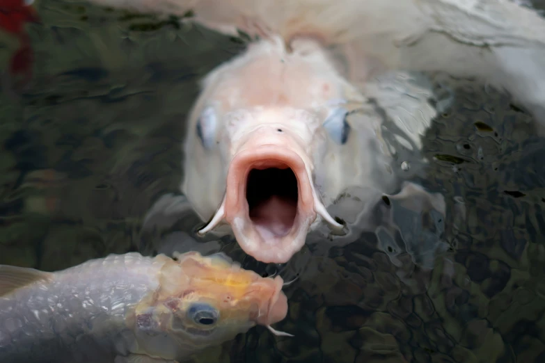 a close up image of fish in the water