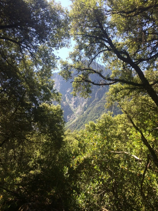 a beautiful forest scene looking over a valley