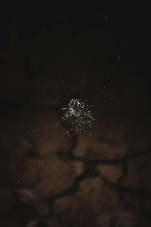 a web spider weaving on its web with a blurry background