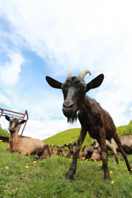 some animals that are standing in the grass