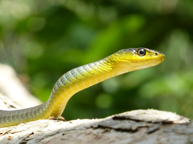 a yellow snake on top of a tree log