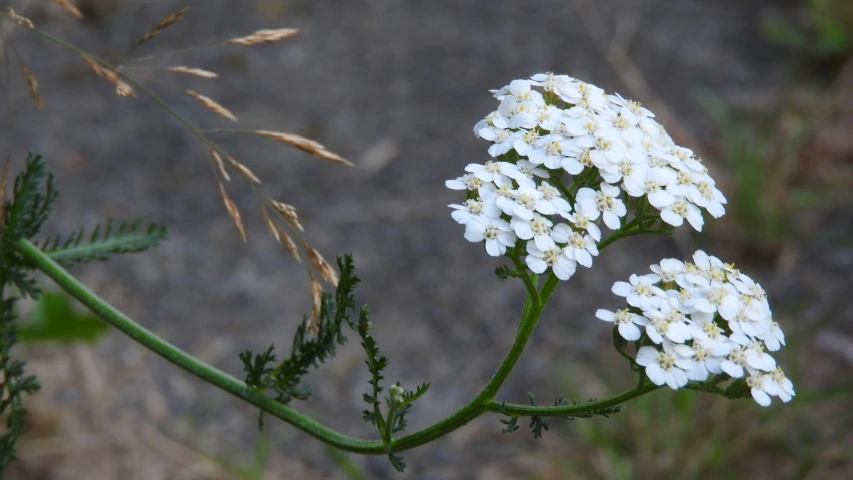 flowers bloom on the stem of this plant