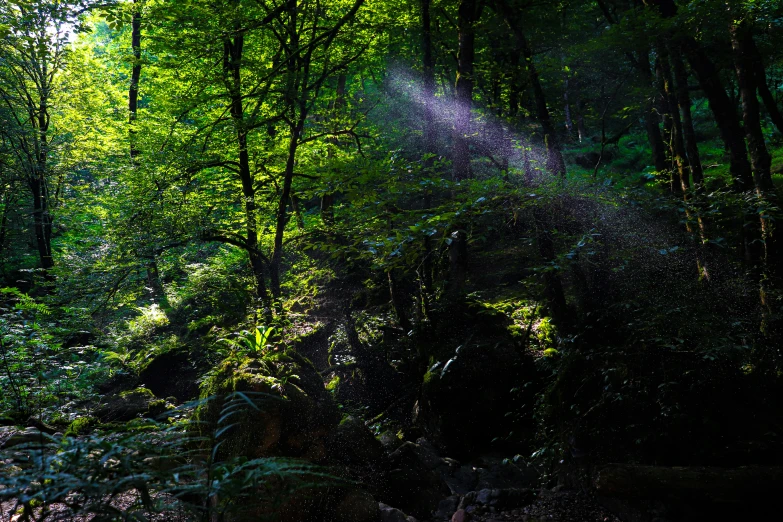 sunlight streams through the nches of trees in the forest