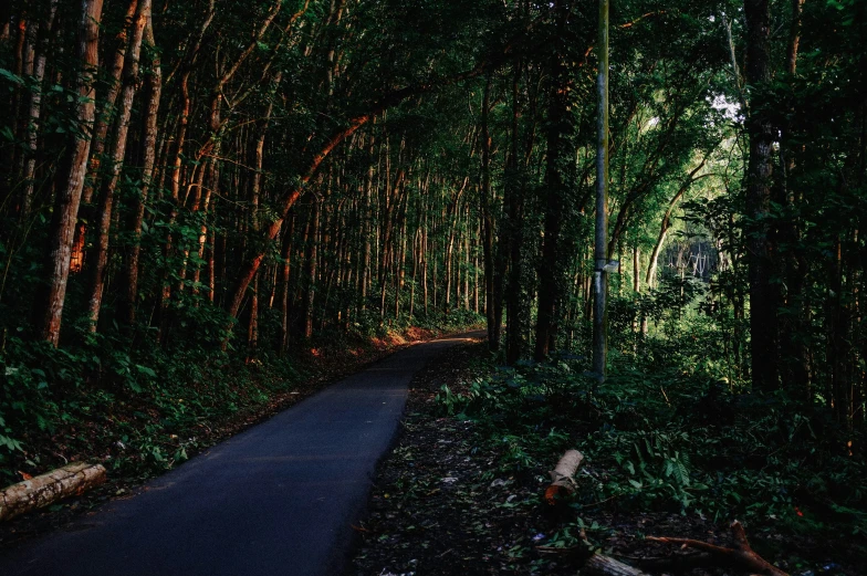 a path through a dense forest in the rain