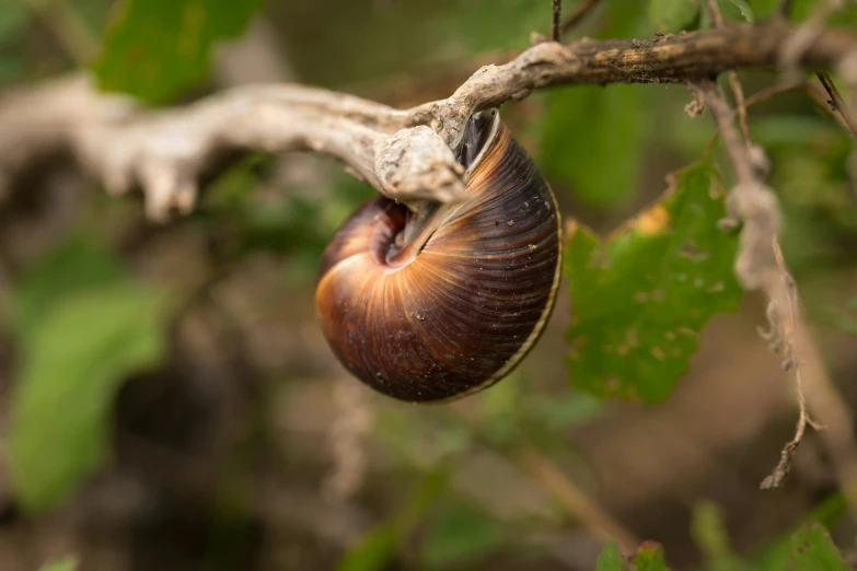 the snail is trying to lay on the limb