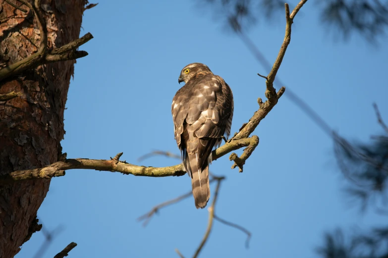 the hawk sits on a tree nch near the blue sky
