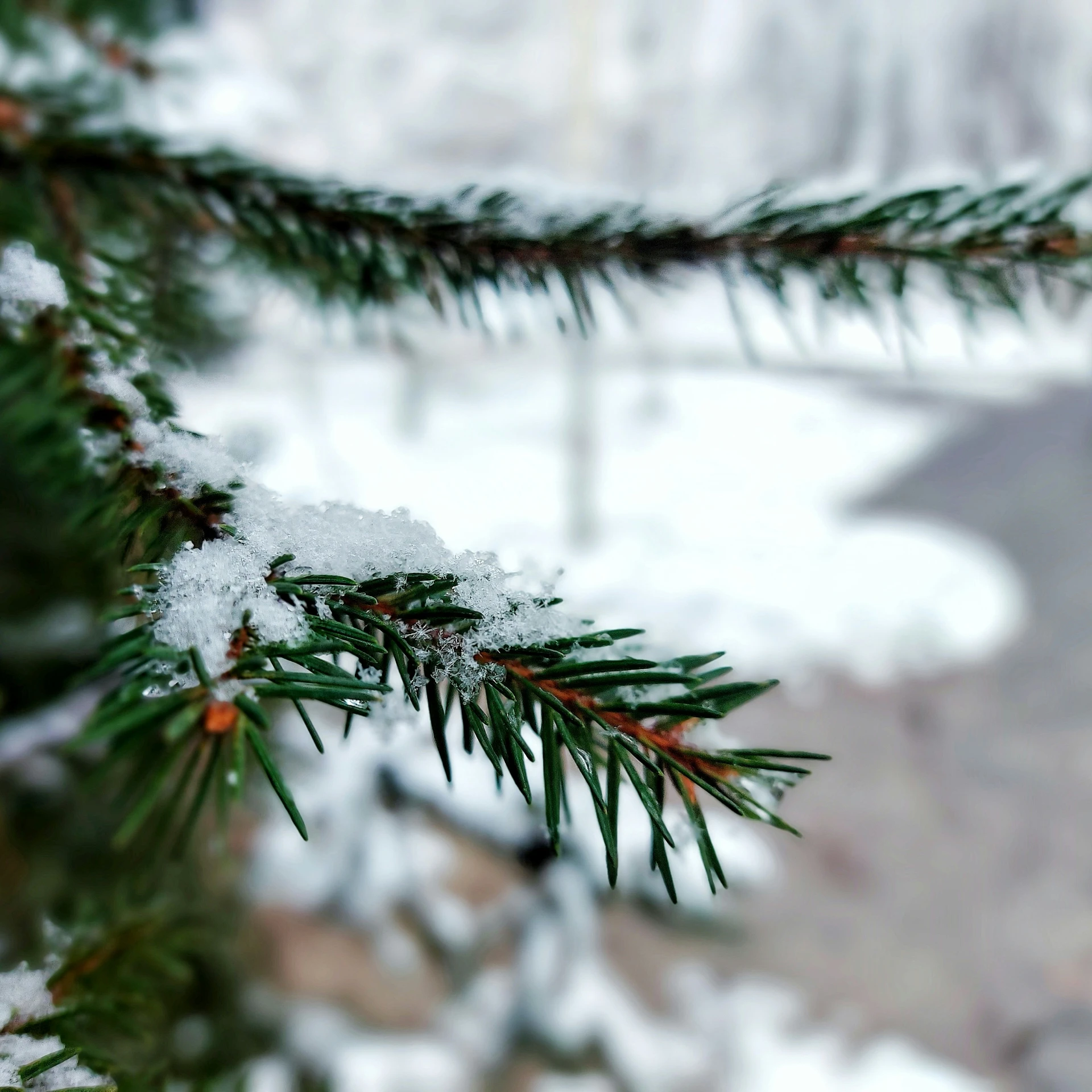 snow on the nches of a pine tree