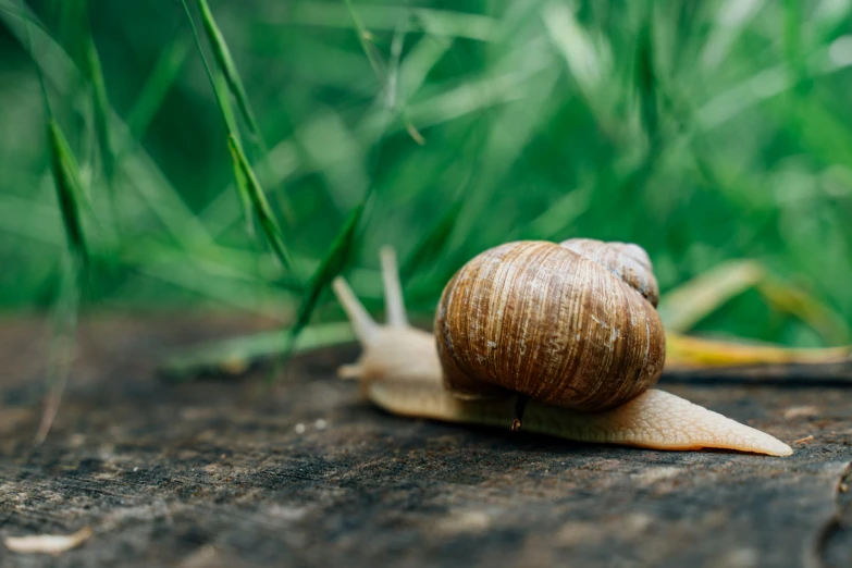 a snail in the grass looks at the camera