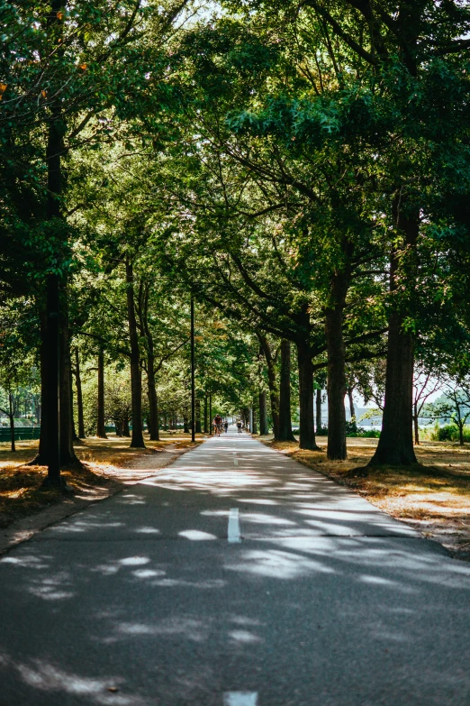 a road is surrounded by trees with a row of benches