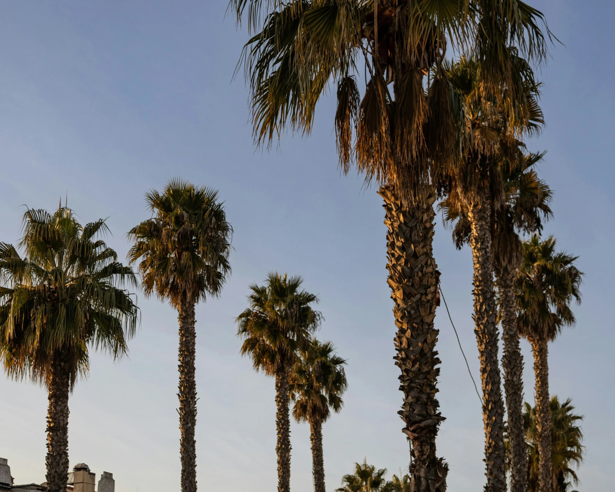 an airplane flying in a sky with palm trees on either side