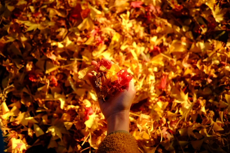 a person's hand reaching up into leaves that are red and yellow